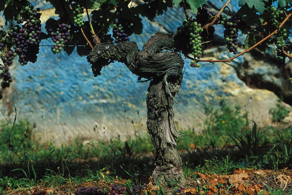 Chateau Ausone 歐頌/奧松莊紅酒 75cl