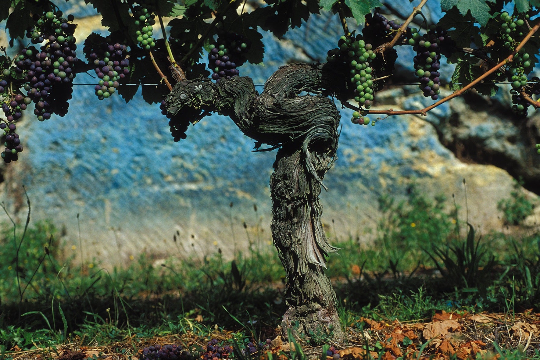 Chateau Ausone 歐頌/奧松莊紅酒 75cl