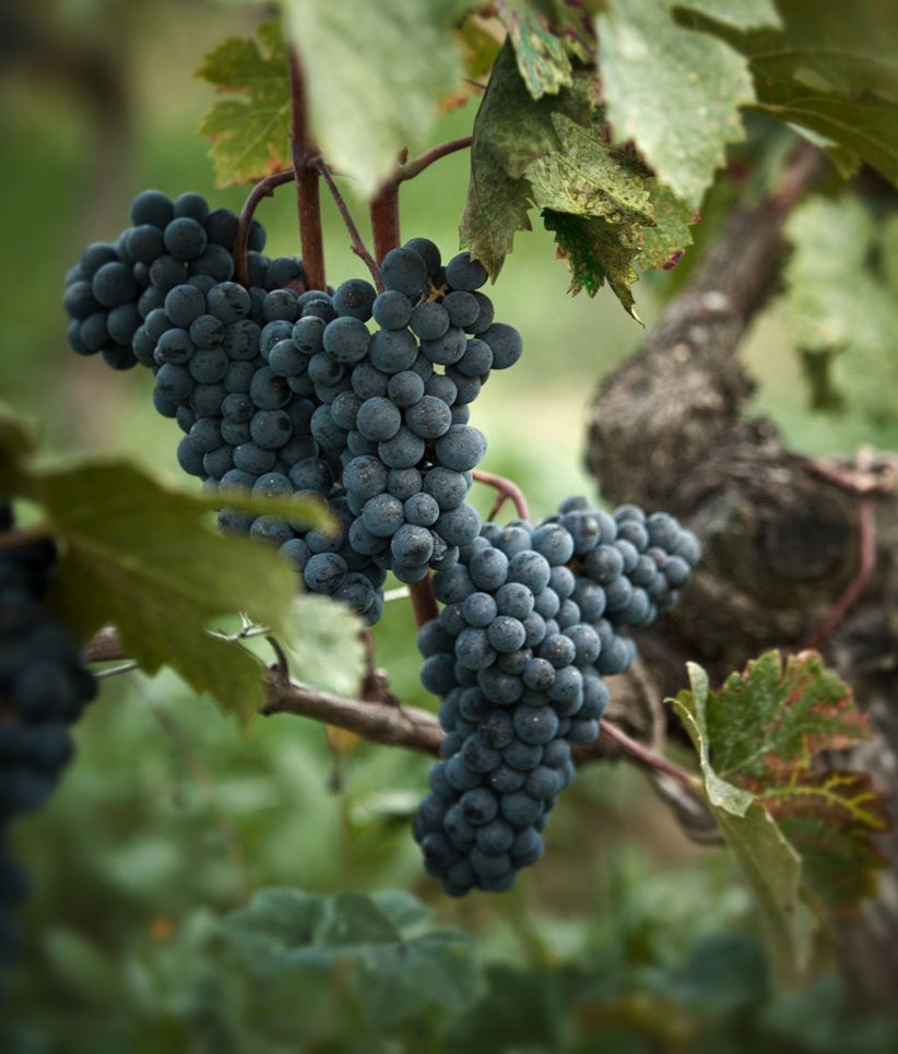 Chateau Ausone 歐頌/奧松莊紅酒 75cl