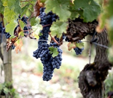 Chateau Batailley 巴特利莊紅酒 75cl