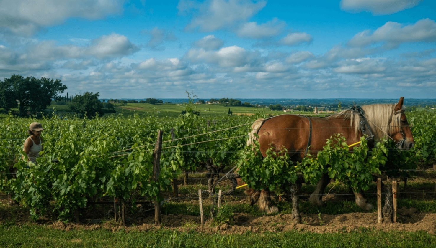 Chateau Beausejour Duffau 博塞(寶世珠杜夫)莊紅酒 75cl