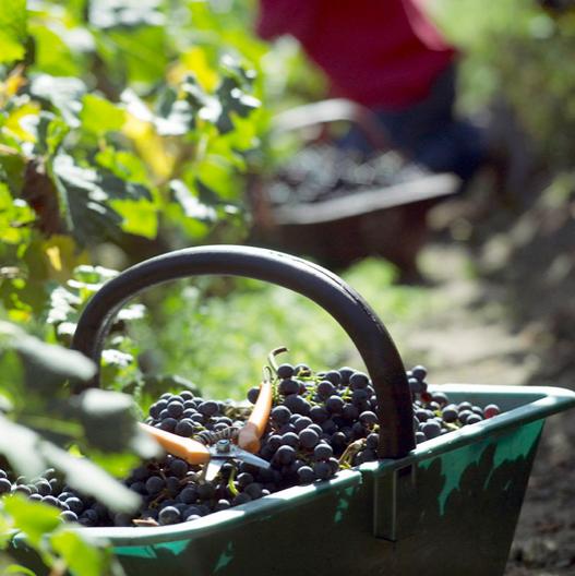 Chateau Belgrave 百家富莊紅酒 75cl