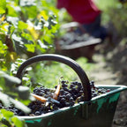 Chateau Belgrave 百家富莊紅酒 75cl