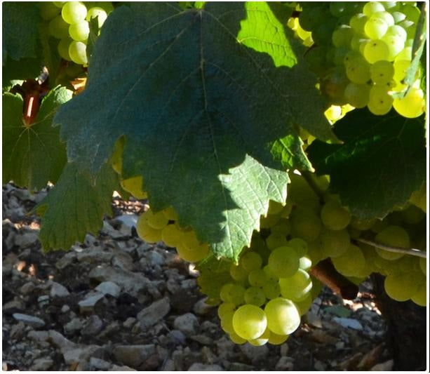 Domaine Besson  Chablis 1er Cru 貝信莊一級夏布利干白酒 75cl