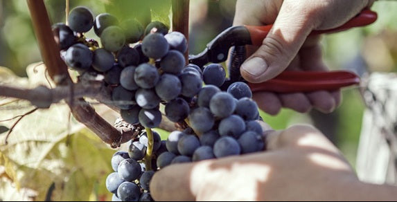 Chateau Beychevelle 龍船莊紅酒半瓶裝 375ml