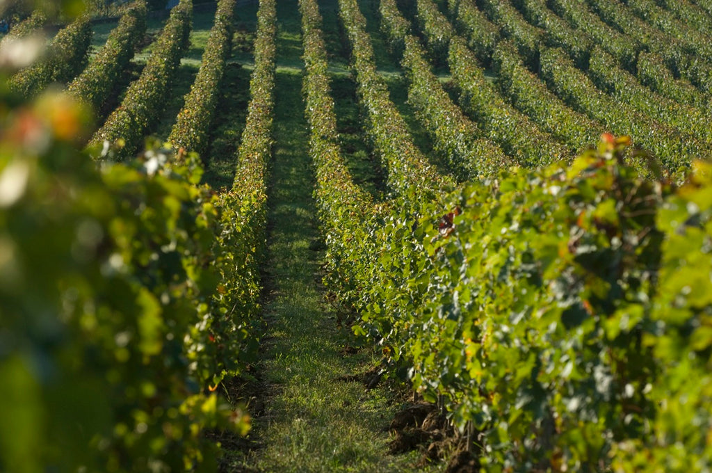 Chateau Canon La Gaffeliere 卡儂嘉芙麗紅酒 75cl