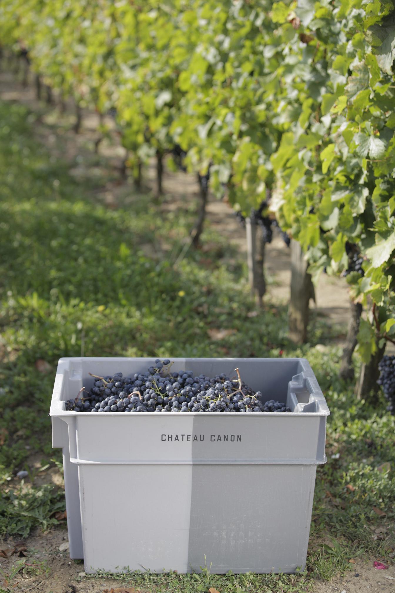 Chateau Canon 卡儂莊紅酒 75cl