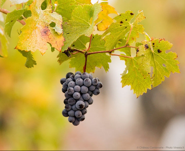 Chateau Cantemerle 佳得美莊紅酒 75cl