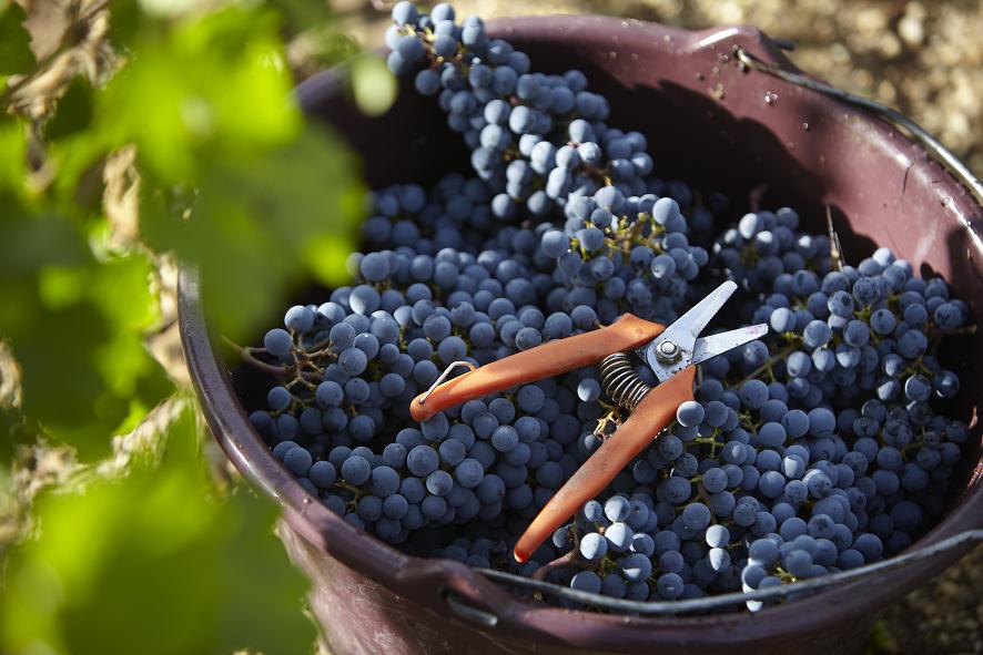 Chateau Figeac 飛卓莊紅酒 75cl