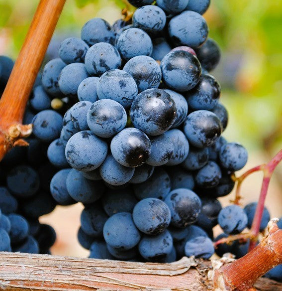 Chateau La Fleur Petrus 拉弗柏圖斯(柏圖斯之花)莊紅酒 75cl