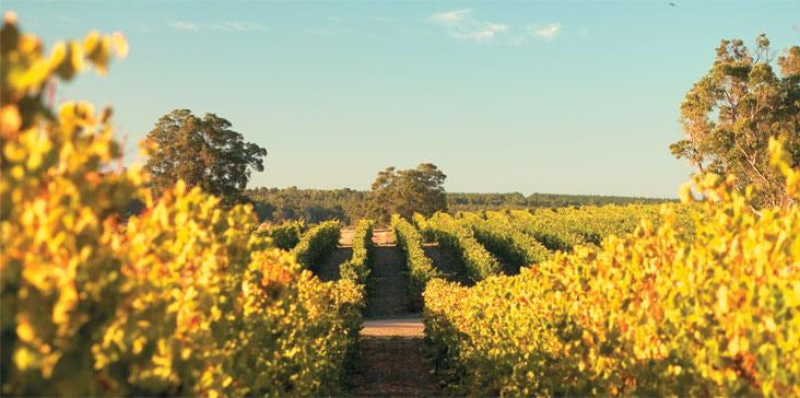 Frankland Estate Isolation Ridge Cabernet Sauvignon 西澳福林牌素山赤霞珠紅酒 75cl