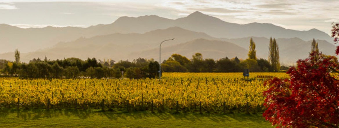 Kauri Bay Marlborough Sauvignon Blanc 紐西蘭凱利灣牌蘇維濃干白酒 75cl