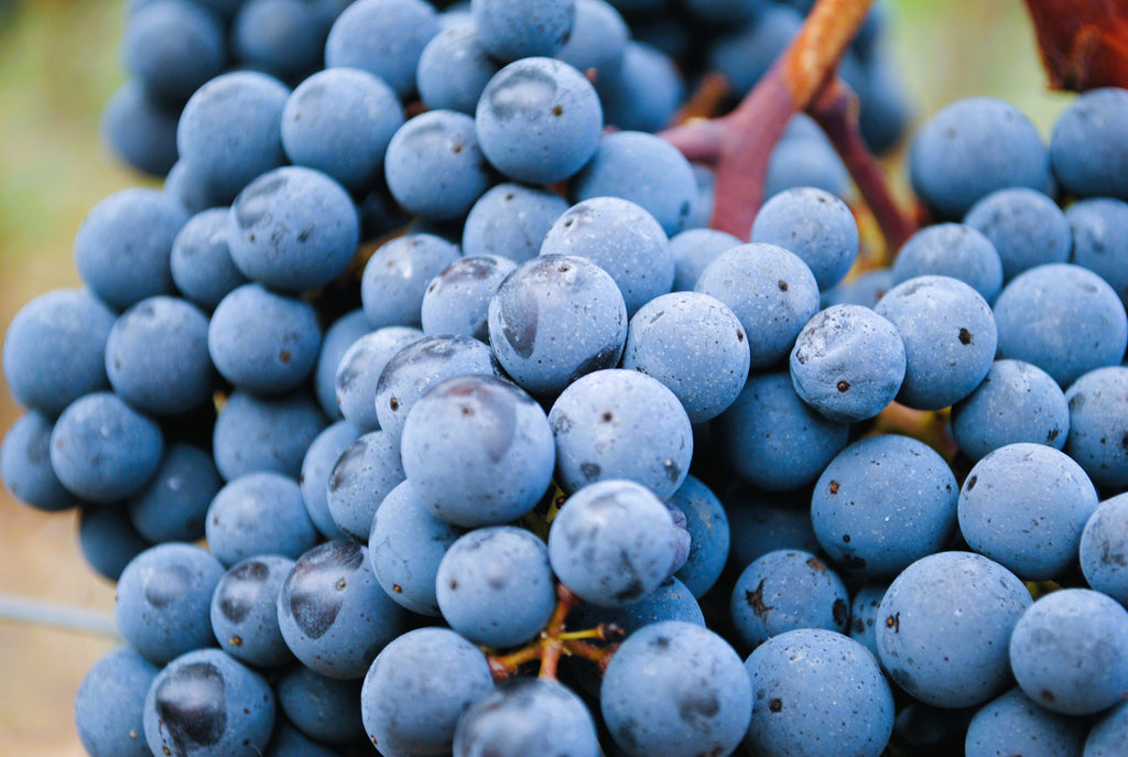 Chateau Lagrange Pomerol 拉格波美候莊紅酒 75cl