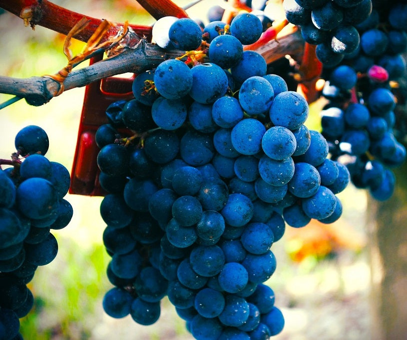 Chateau Lascombes 力士金莊紅酒 75cl