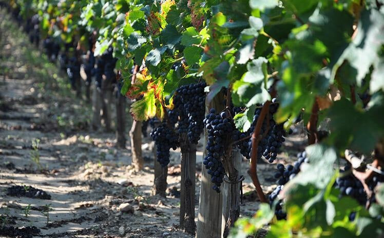 Chateau Latour A Pomerol 拉圖波美候莊紅酒 75cl