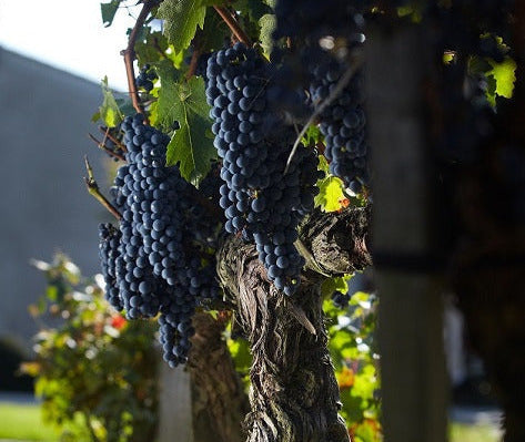 Chateau Lynch Bages 靚次伯莊紅酒 75cl