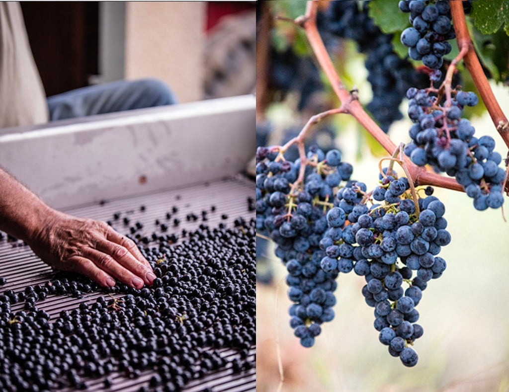 Chateau Marsau 瑪素莊紅酒 75cl