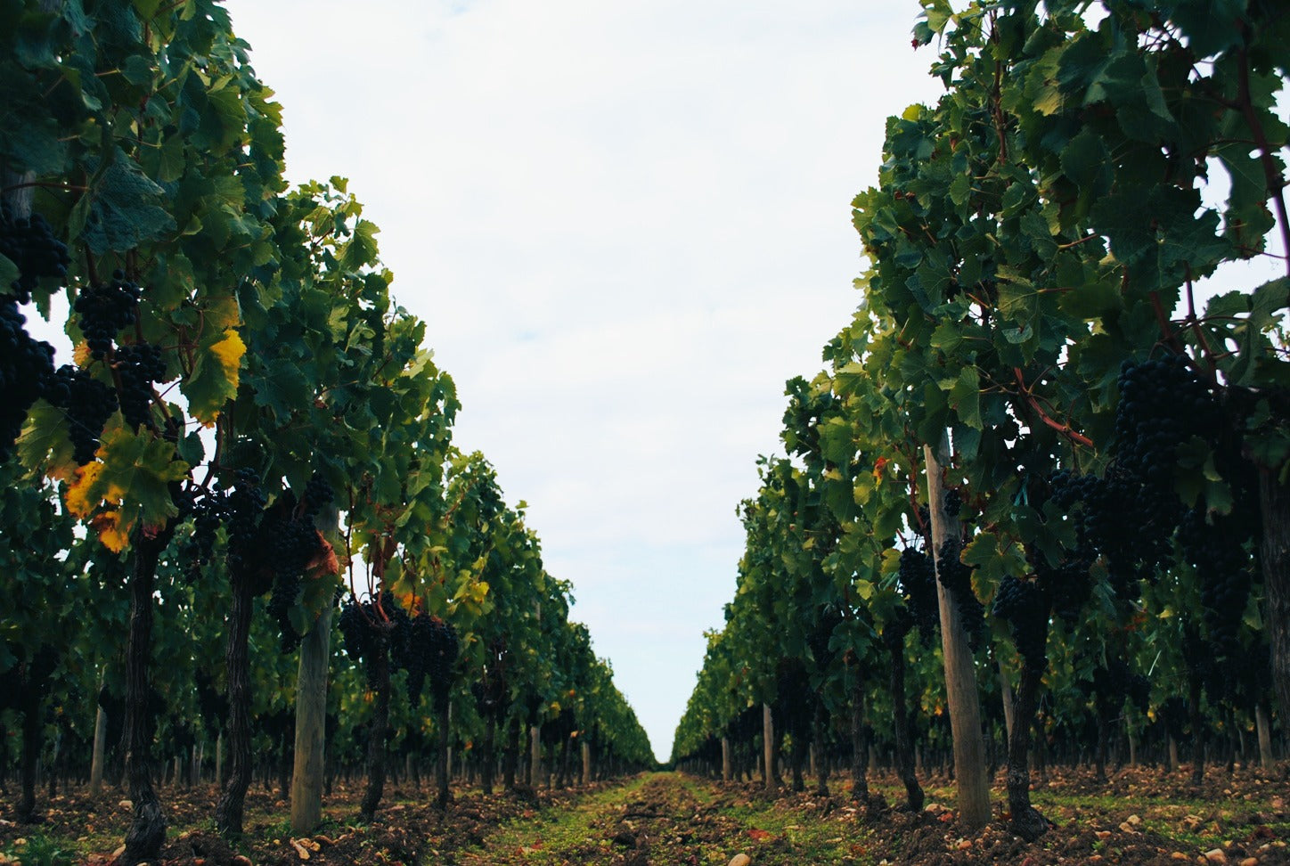 Chateau Petrus 柏圖斯莊紅酒 75cl