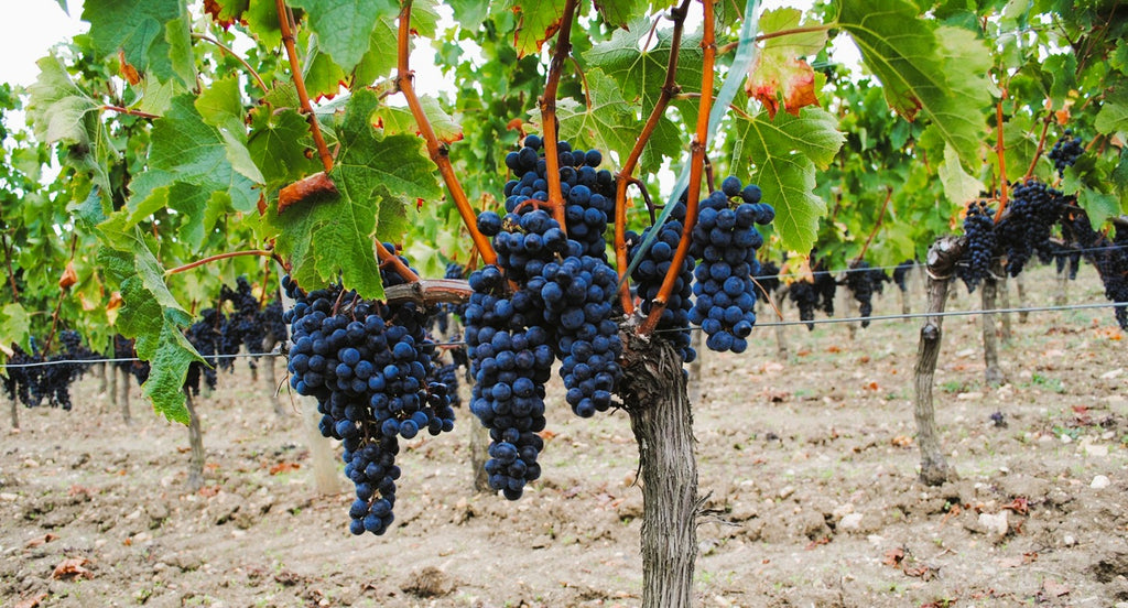 Chateau Petrus 柏圖斯莊紅酒 75cl