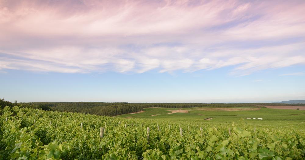 Porta Varietal  Sauvignon Blanc 智利波特牌白蘇維濃干白酒 75cl