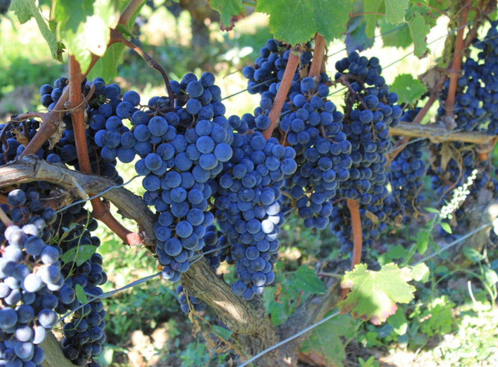 Chateau Lauriol Rouge 羅維爾莊紅酒 75cl