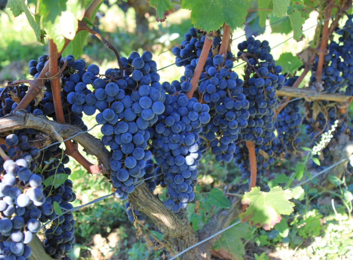 Chateau Lauriol Rouge 羅維爾莊紅酒 75cl