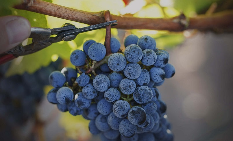 Chateau de Sales 德賽爾(莎樂斯)莊紅酒 75cl