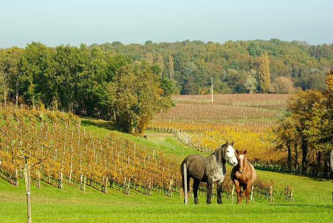 Chateau Teyssier Montagne Saint Emilion 天沙莊紅酒 75cl