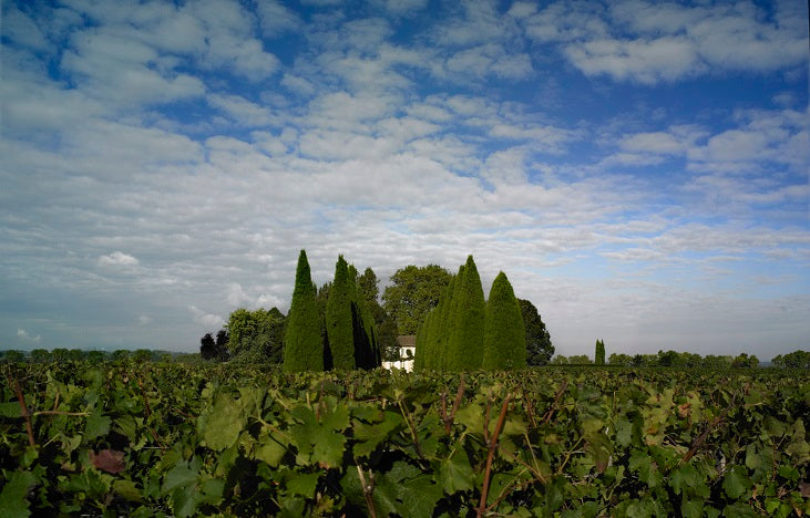 Chateau Trotanoy 卓龍莊紅酒 75cl