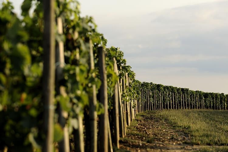 Chateau Trotanoy 卓龍莊紅酒 75cl