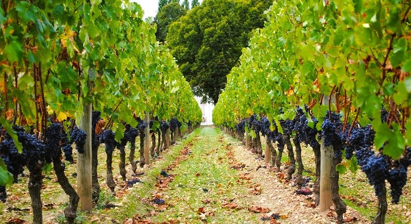 Chateau Trotanoy 卓龍莊紅酒 75cl