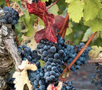 Vieux Chateau Certan 老色丹莊紅酒 75cl