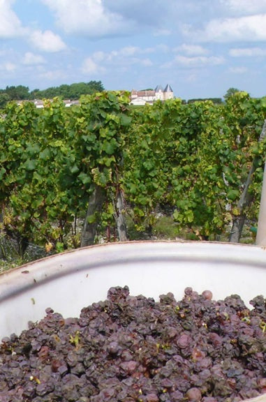 Chateau D Yquem Sauternes 迪金莊甜白酒半瓶裝 375ml