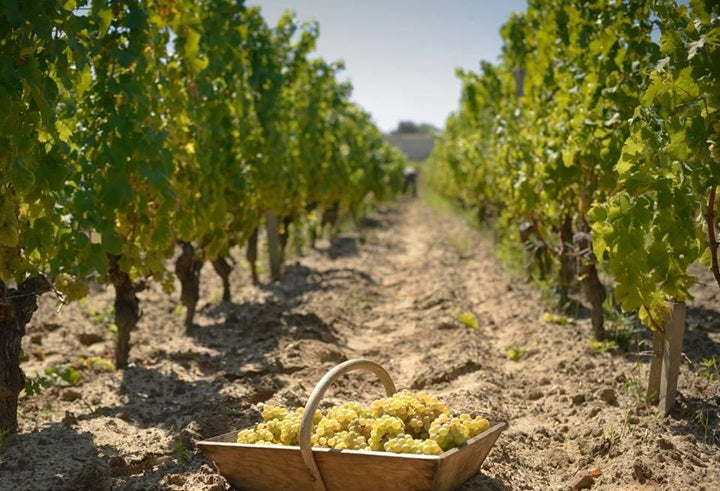 Chateau D Yquem Sauternes 迪金莊甜白酒半瓶裝 375ml